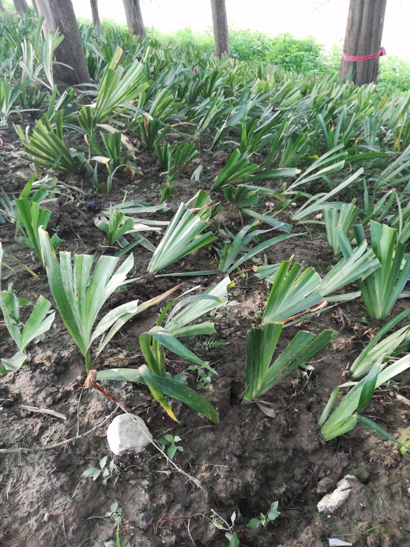 鸢尾麦冬草葱兰基地直销量大优惠，欢迎老板进店咨询