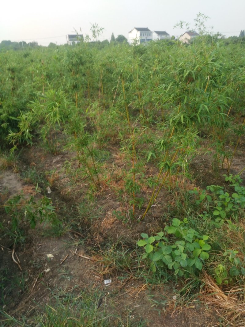 鸢尾麦冬草葱兰基地直销量大优惠，欢迎老板进店咨询
