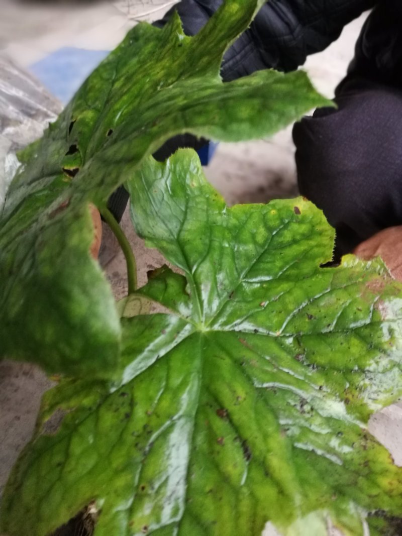 八角莲，鲜干统货，种植货