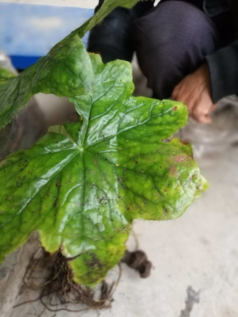 八角莲，鲜干统货，种植货