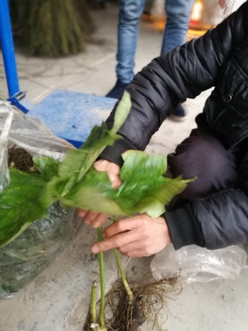 八角莲，鲜干统货，种植货