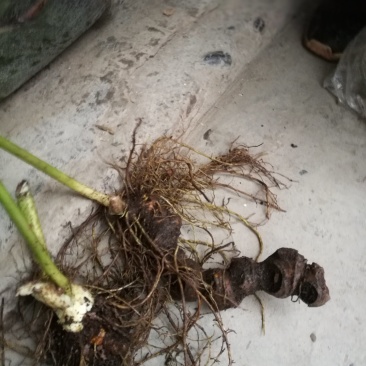 八角莲，鲜干统货，种植货