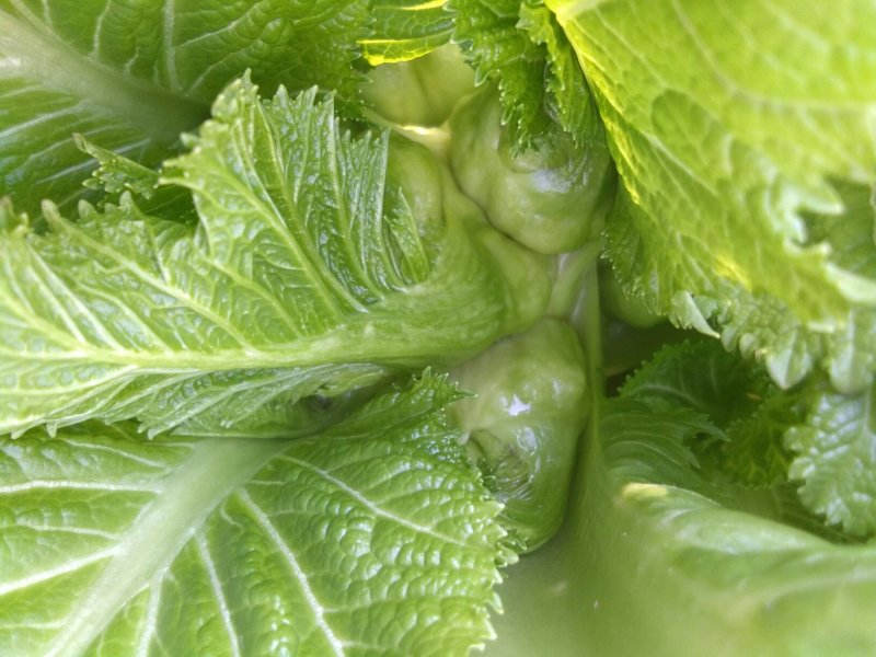 观音菜儿儿菜快要成熟了抓紧预订哦