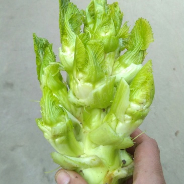 观音菜儿儿菜快要成熟了抓紧预订哦