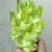观音菜儿儿菜快要成熟了抓紧预订哦