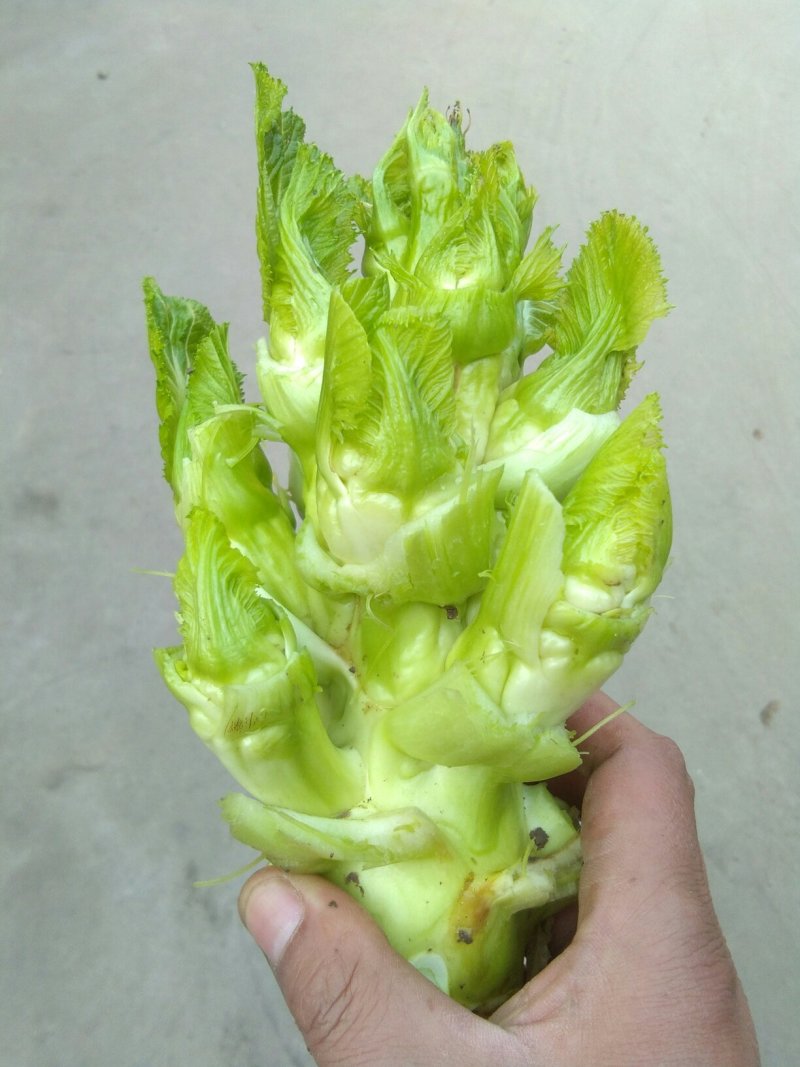 观音菜儿儿菜快要成熟了抓紧预订哦