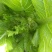 观音菜儿儿菜快要成熟了抓紧预订哦