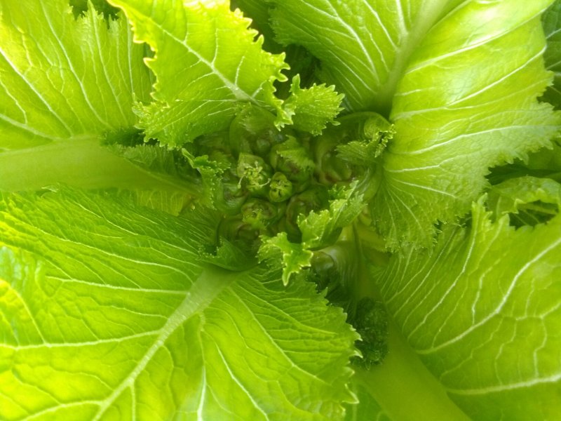 观音菜儿儿菜快要成熟了抓紧预订哦