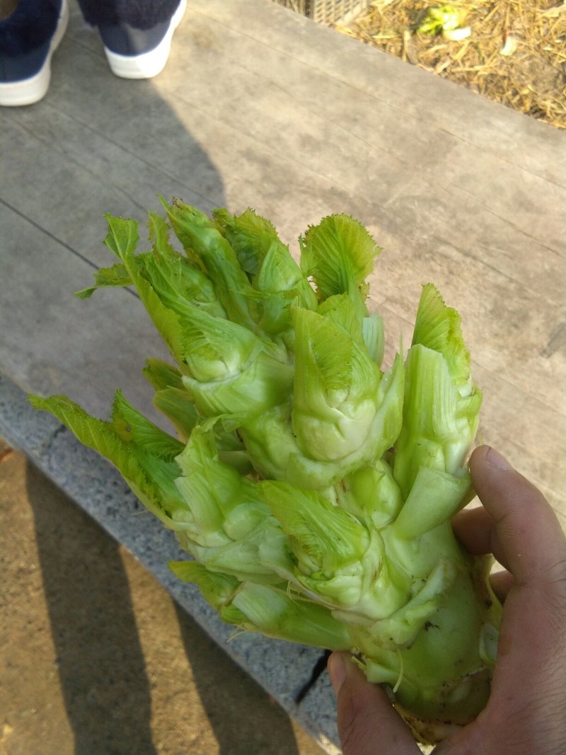 观音菜儿儿菜快要成熟了抓紧预订哦