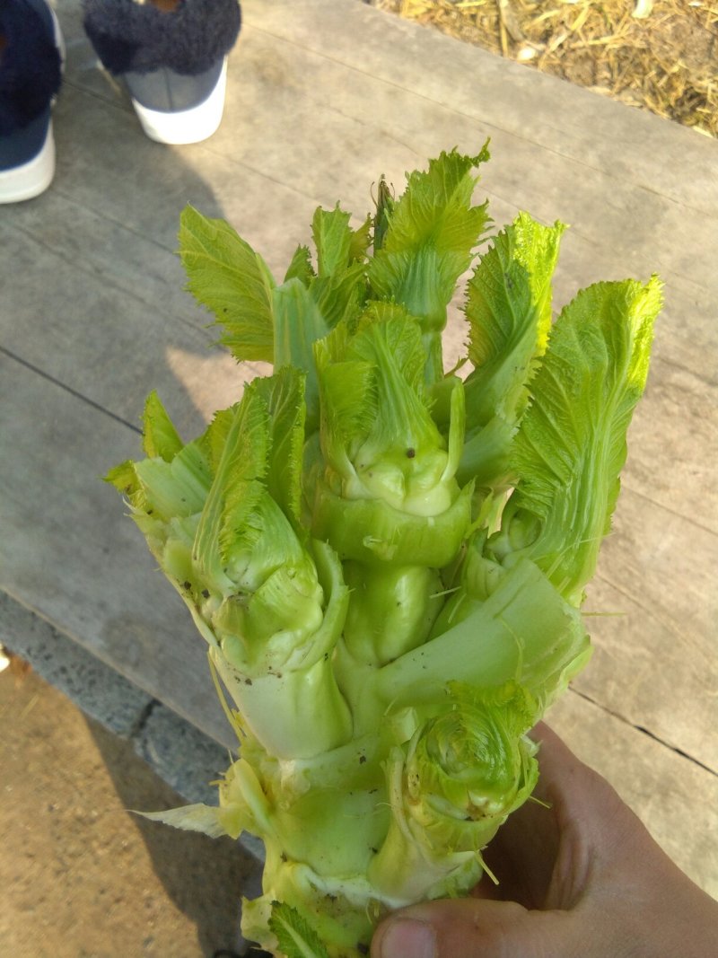 观音菜儿儿菜快要成熟了抓紧预订哦