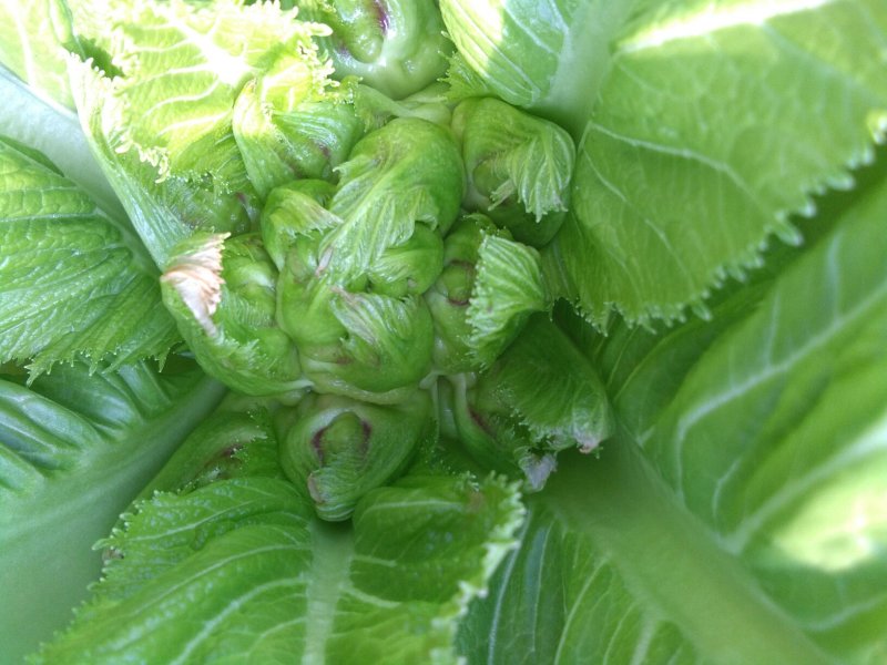 观音菜儿儿菜快要成熟了抓紧预订哦
