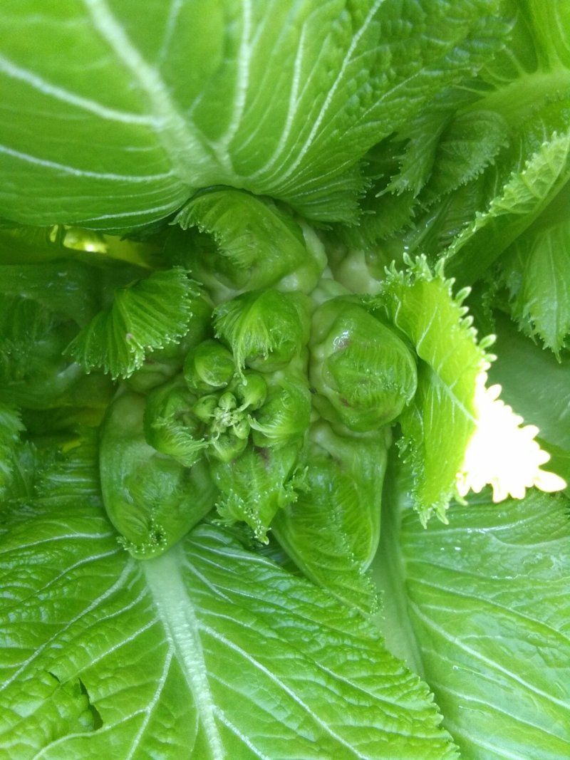观音菜儿儿菜快要成熟了抓紧预订哦
