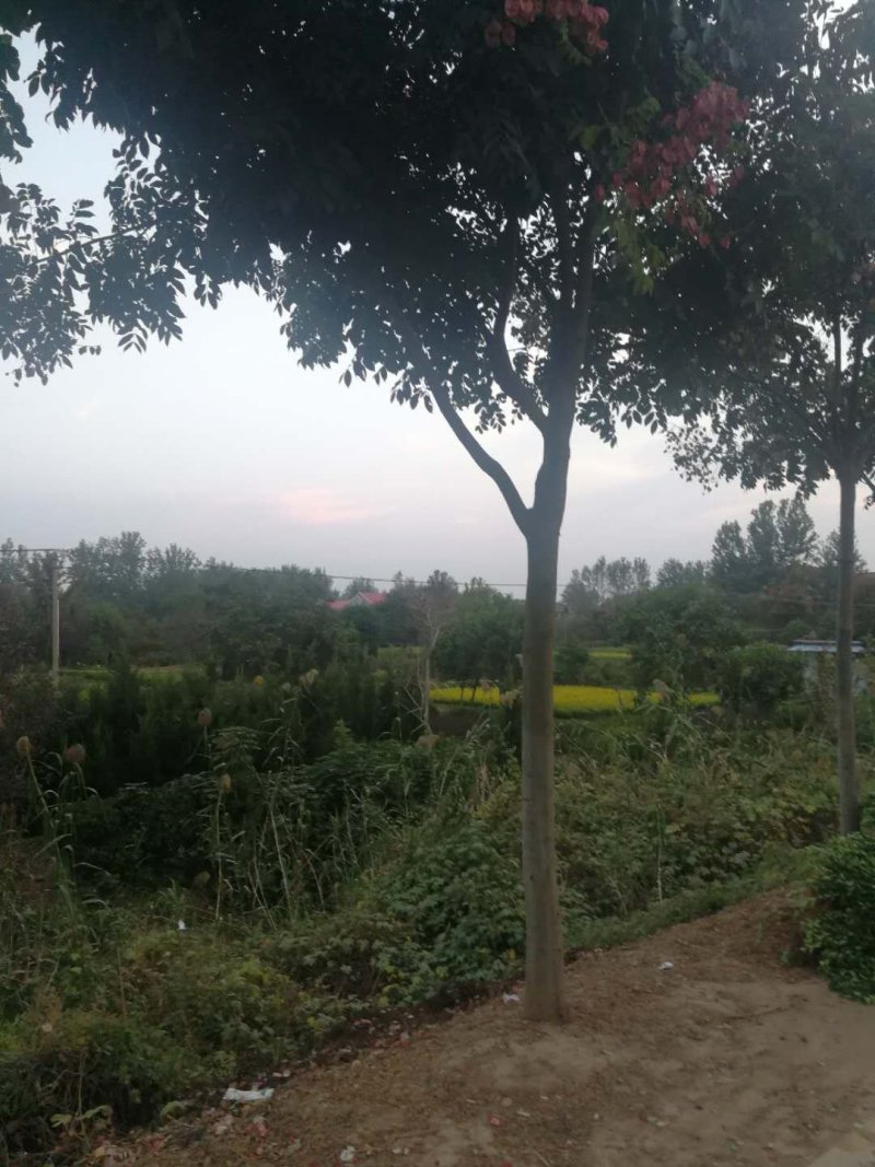 栾树