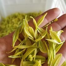 安吉黄金叶茶苗一年苗，半年苗，黄化茶的代表