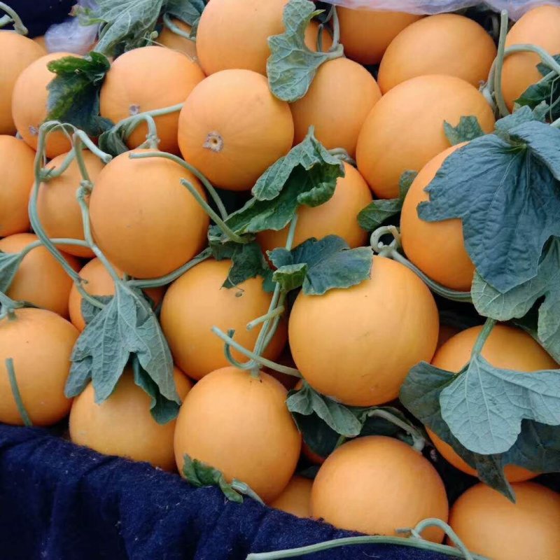 瑞红香瓜3月份大量上市
