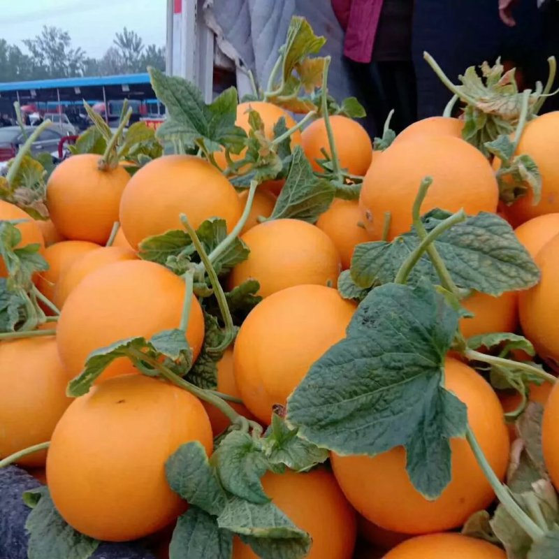 瑞红香瓜3月份大量上市
