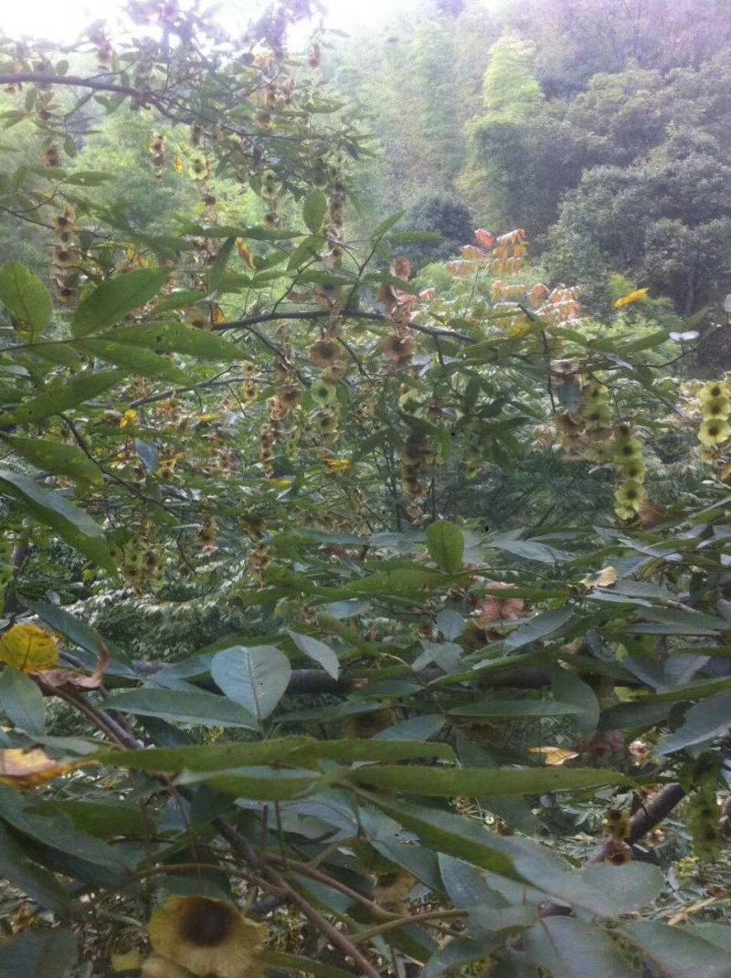 青钱柳种子（今年新毛种）
