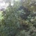 青钱柳种子（今年新毛种）