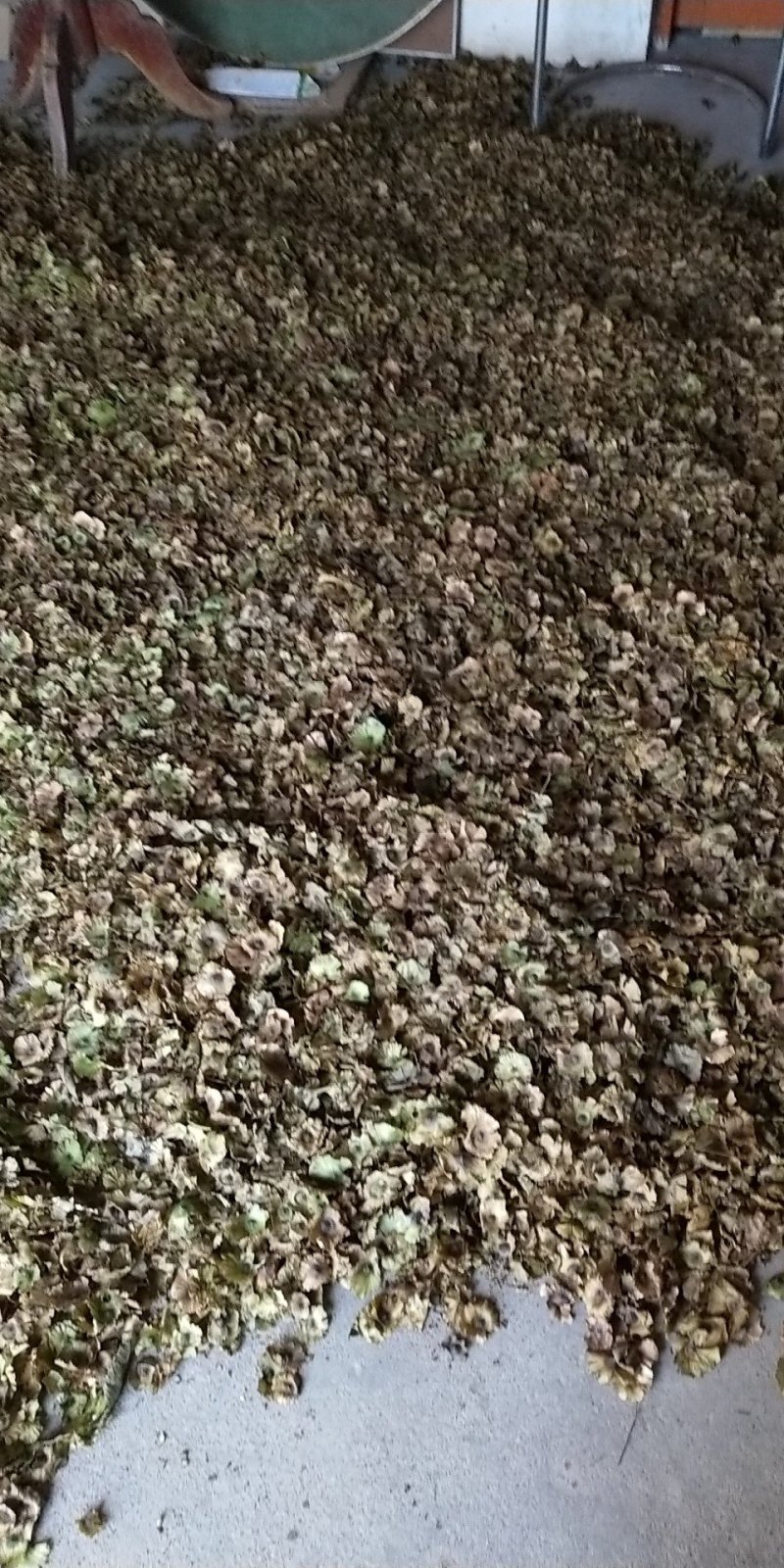 青钱柳种子（今年新毛种）