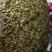 青钱柳种子（今年新毛种）