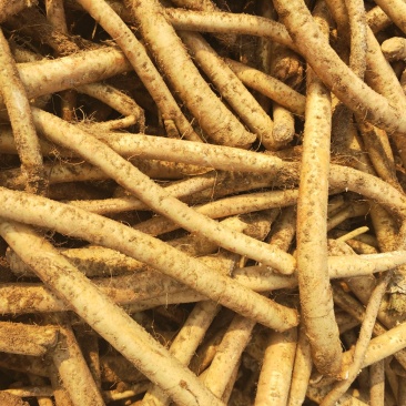 山东临沂优质高产量辣根