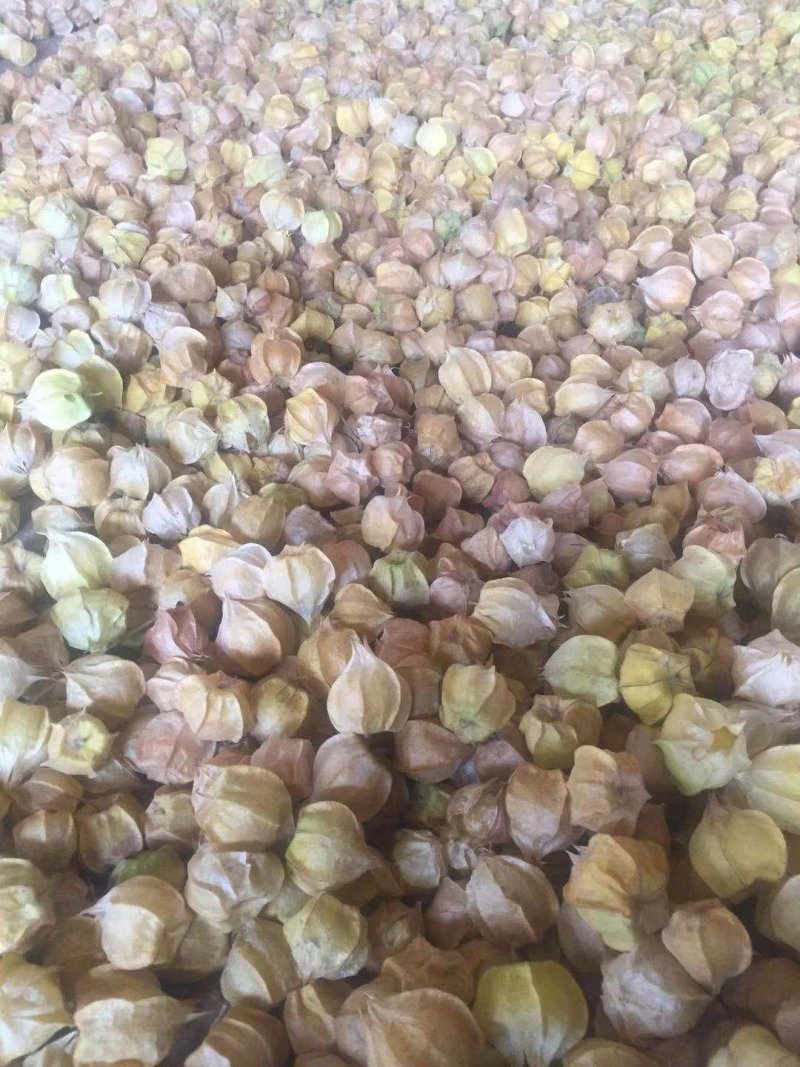 菇娘果(灯笼果，甜菇娘长期代收代发)一件代发