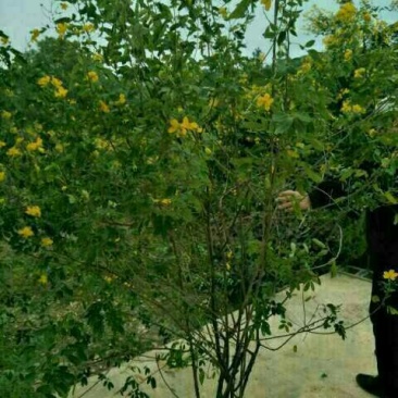 黄花槐
