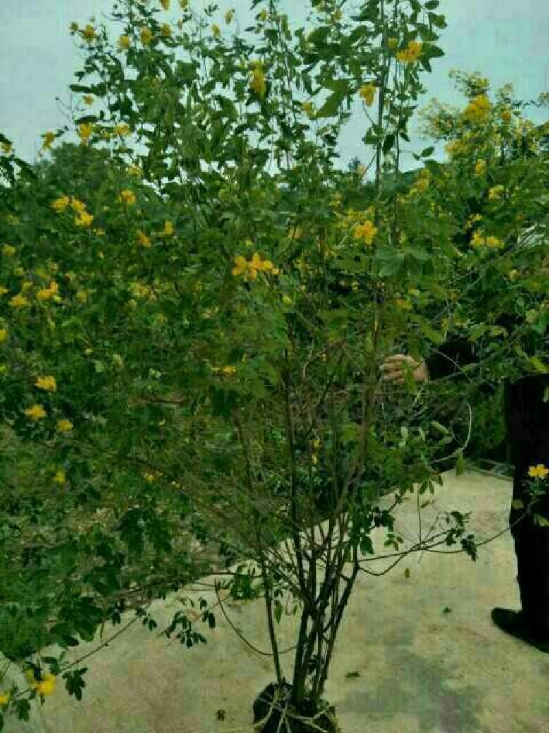 黄花槐