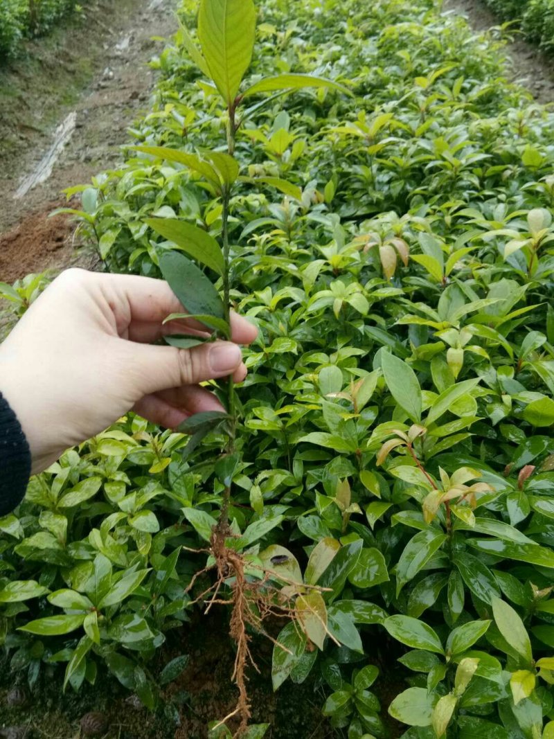 金丝楠木苗楠木树苗小叶桢楠苗金丝楠木