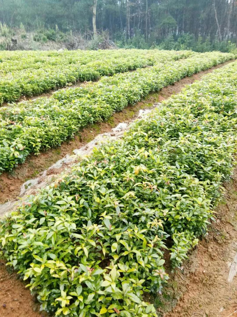 金丝楠木苗楠木树苗小叶桢楠苗金丝楠木