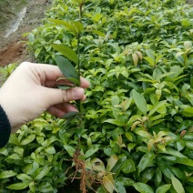 楠木苗金丝楠木苗小叶桢楠楠木小苗