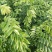 海南黄花梨绿化观赏造林庭院种植树苗树种名贵树种