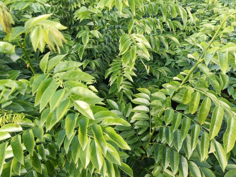 海南黄花梨绿化观赏造林庭院种植树苗树种名贵树种