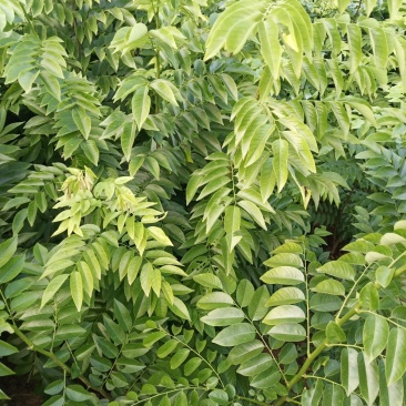海南黄花梨绿化观赏造林庭院种植树苗树种名贵树种