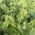海南黄花梨绿化观赏造林庭院种植树苗树种名贵树种