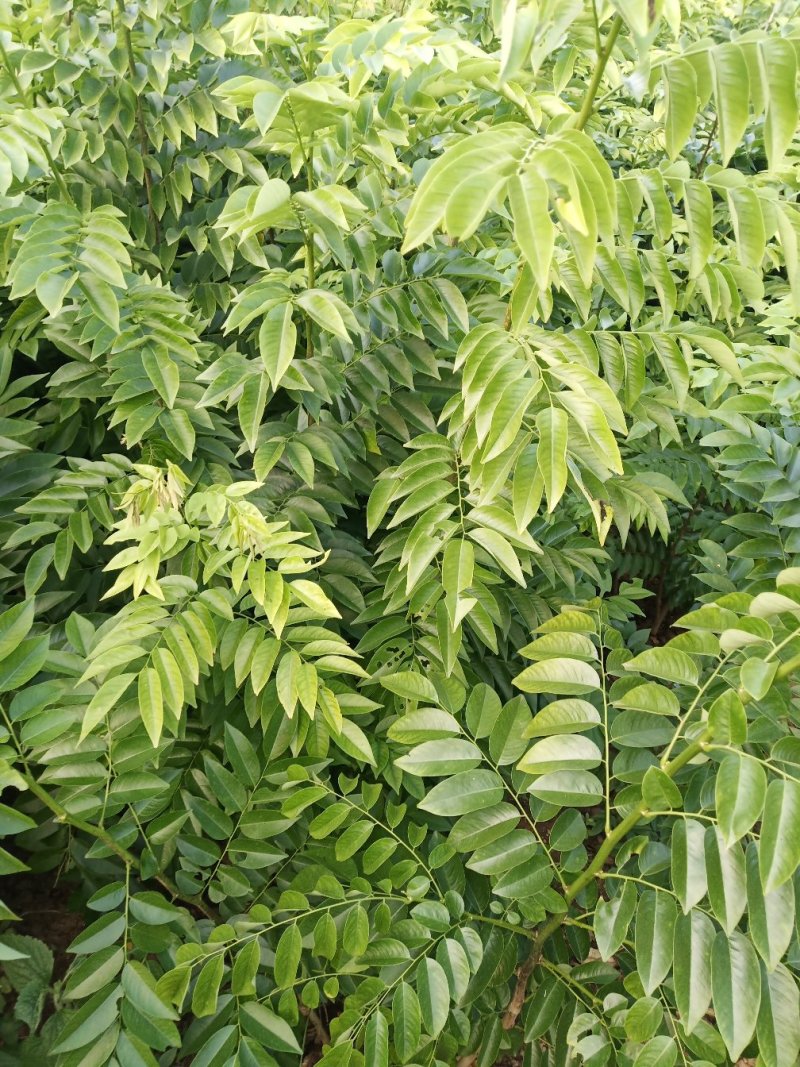 海南黄花梨绿化观赏造林庭院种植树苗树种名贵树种