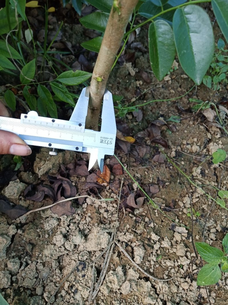 海南黄花梨绿化观赏造林庭院种植树苗树种名贵树种