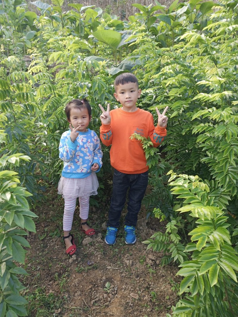 海南黄花梨绿化观赏造林庭院种植树苗树种名贵树种