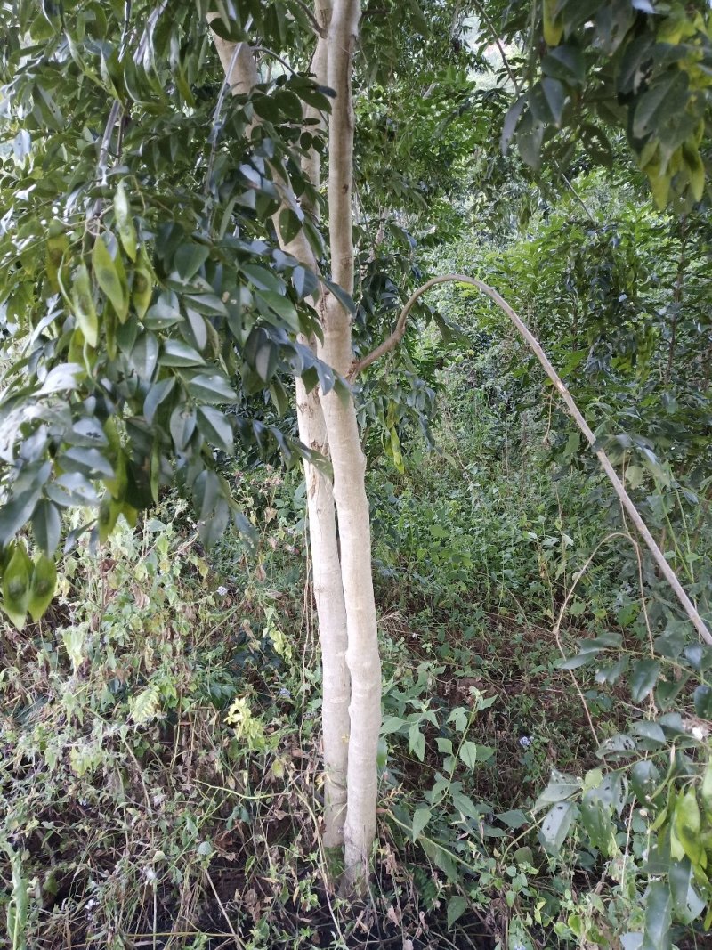 海南黄花梨绿化观赏造林庭院种植树苗树种名贵树种