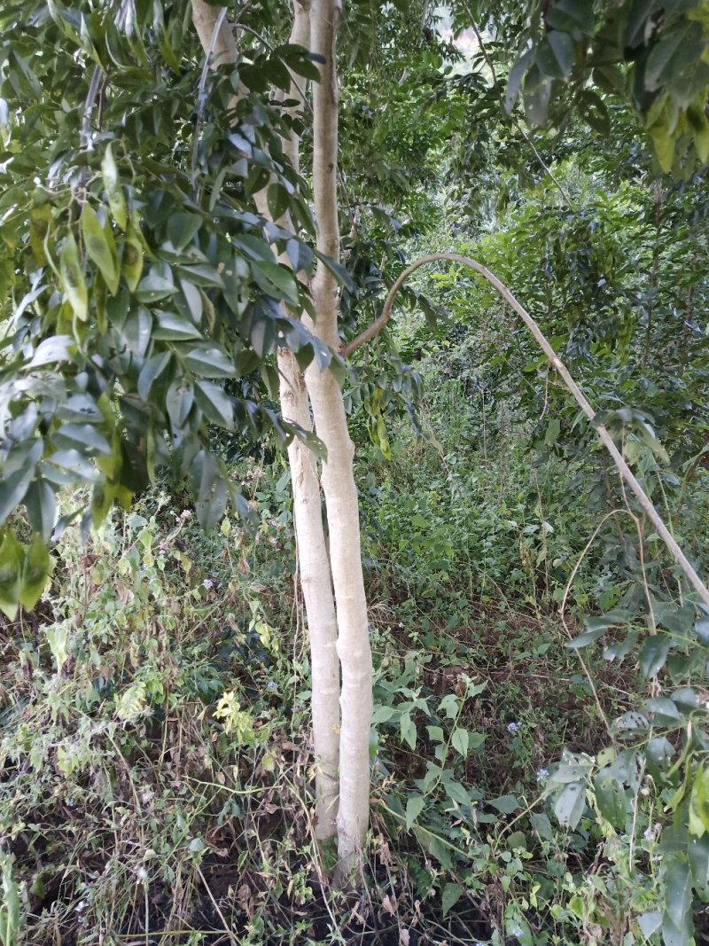 海南黄花梨绿化观赏造林庭院种植树苗树种名贵树种