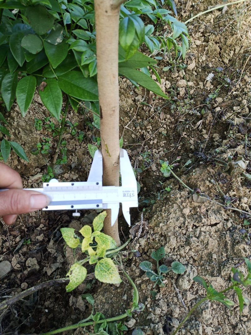 海南黄花梨绿化观赏造林庭院种植树苗树种名贵树种