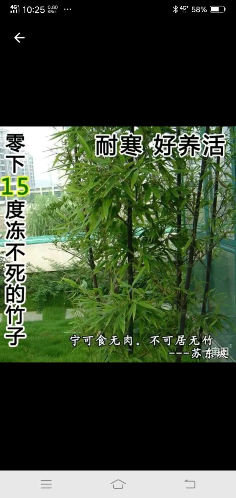 供应。金镶玉竹。紫竹。青竹罗汉竹。种类齐全，需要的联系。