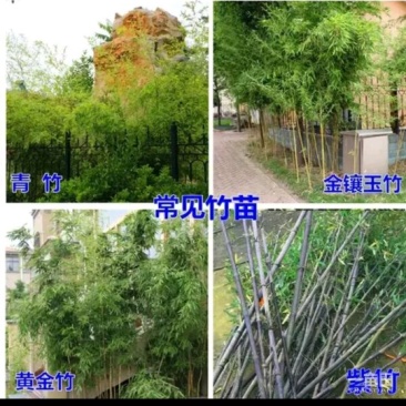 供应。金镶玉竹。紫竹。青竹罗汉竹。种类齐全，需要的联系。