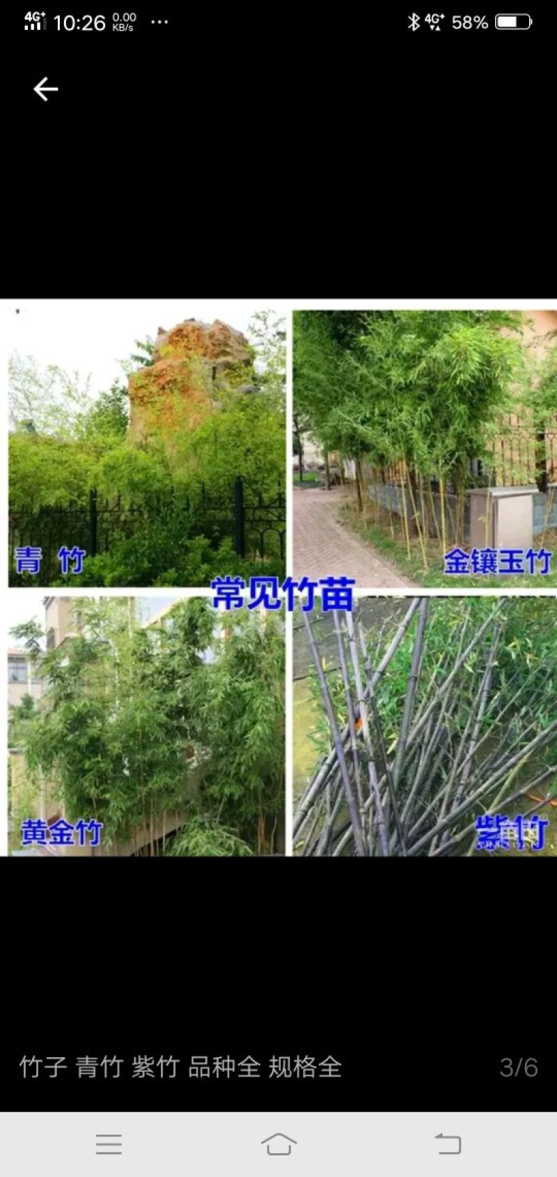 供应。金镶玉竹。紫竹。青竹罗汉竹。种类齐全，需要的联系。