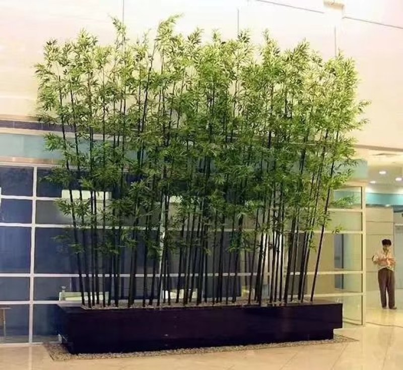供应。金镶玉竹。紫竹。青竹罗汉竹。种类齐全，需要的联系。