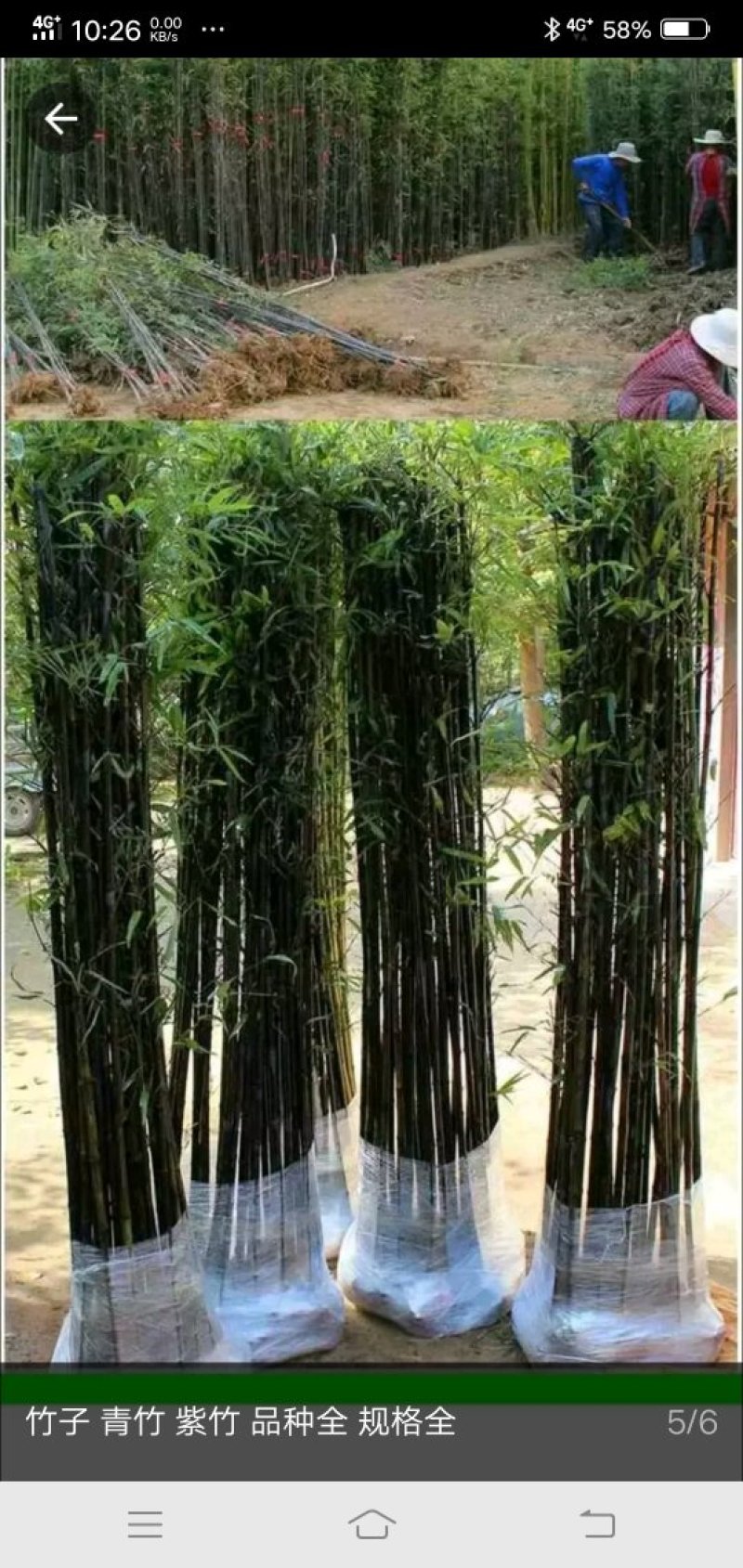供应。金镶玉竹。紫竹。青竹罗汉竹。种类齐全，需要的联系。