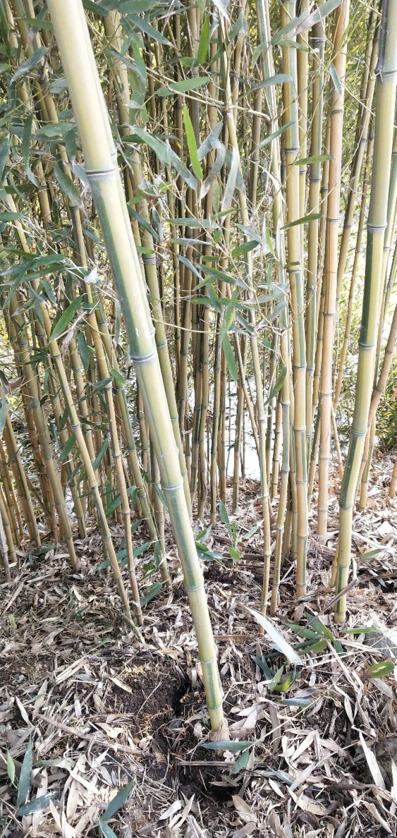 供应。金镶玉竹。紫竹。青竹罗汉竹。种类齐全，需要的联系。