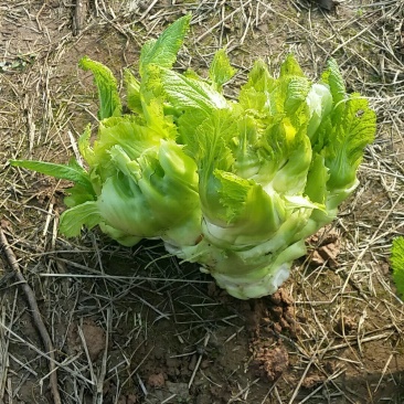 儿菜