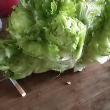 儿菜