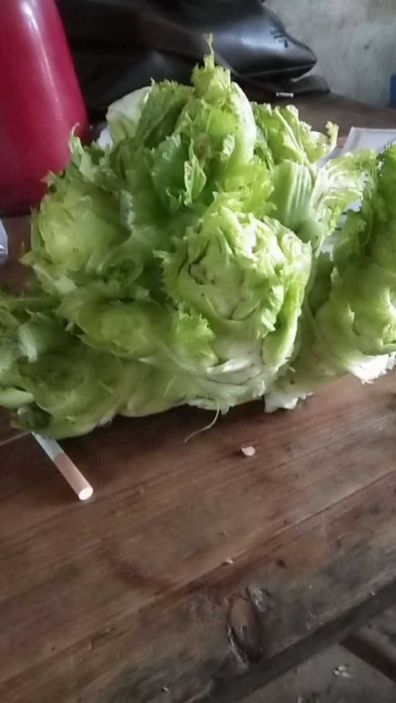 儿菜